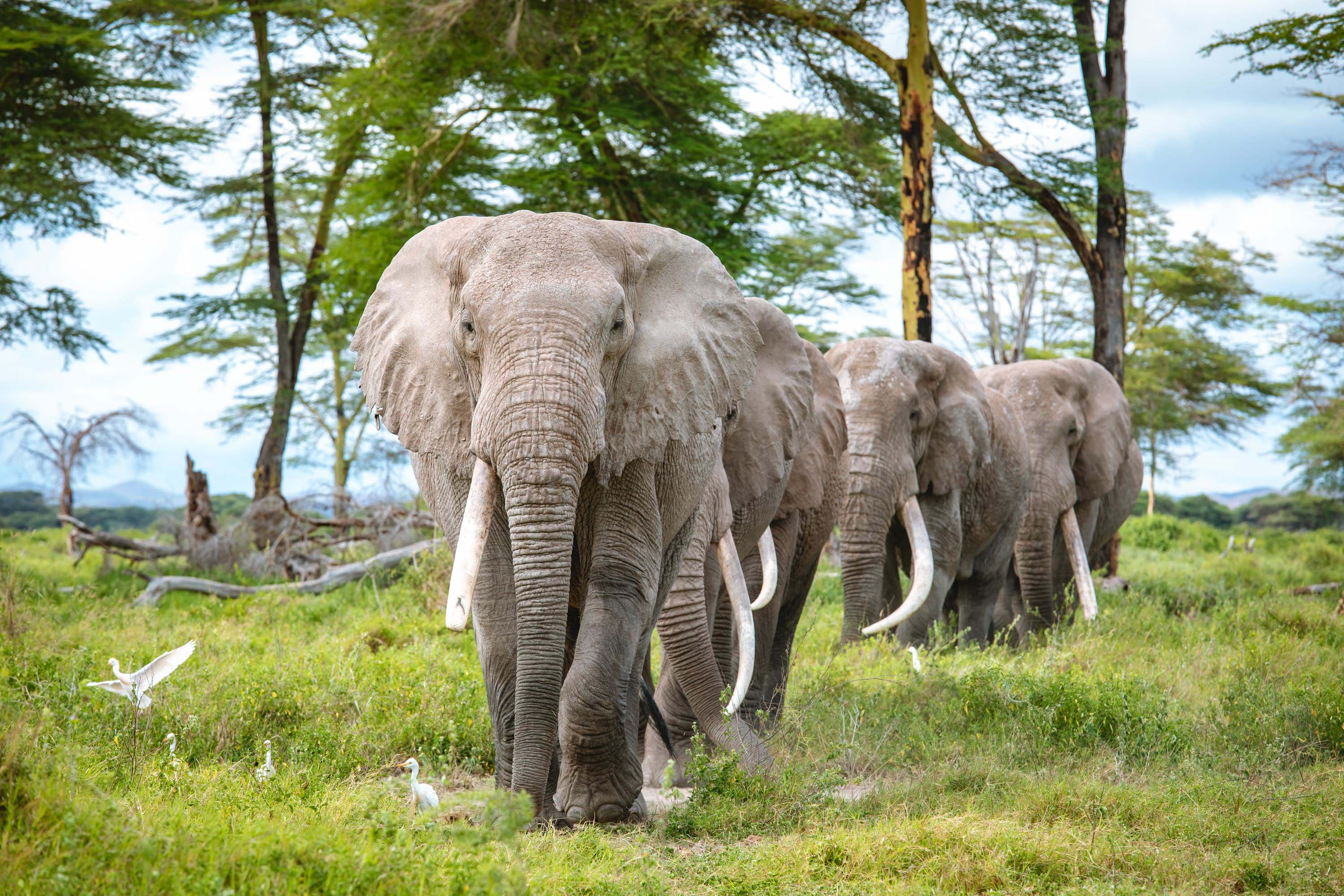 Eplore the Ambosile National Park on a Luxurious Safari in Kenya